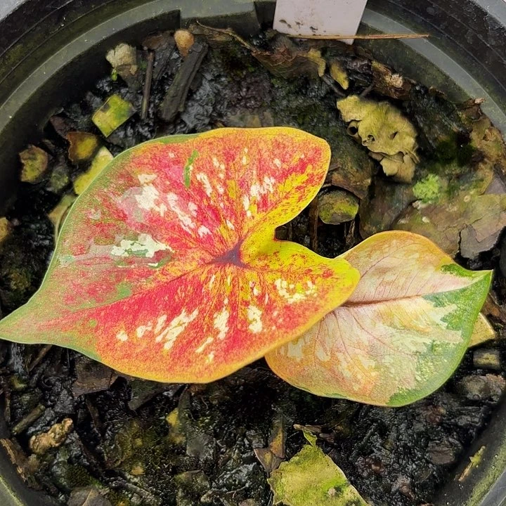 628-0710镀金石广东现货