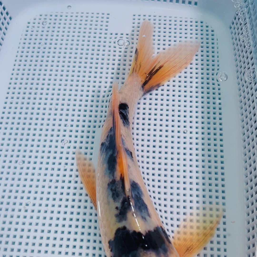 锦鲤锦鲤冷水鱼观赏134