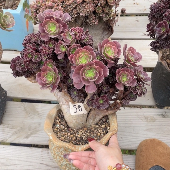 多肉都可以买一箱送小零食