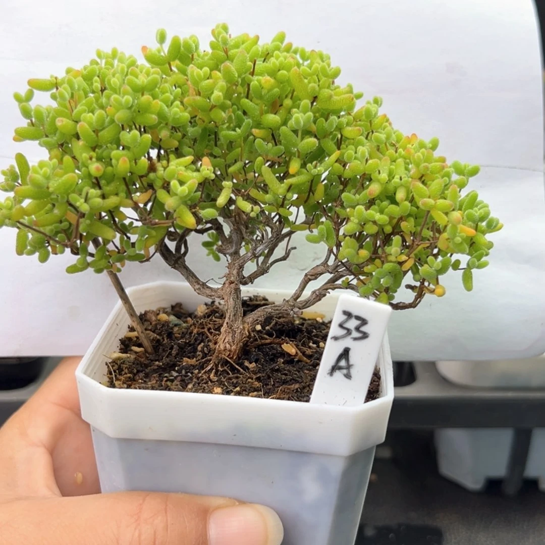 蜜橘糖球造型款33号