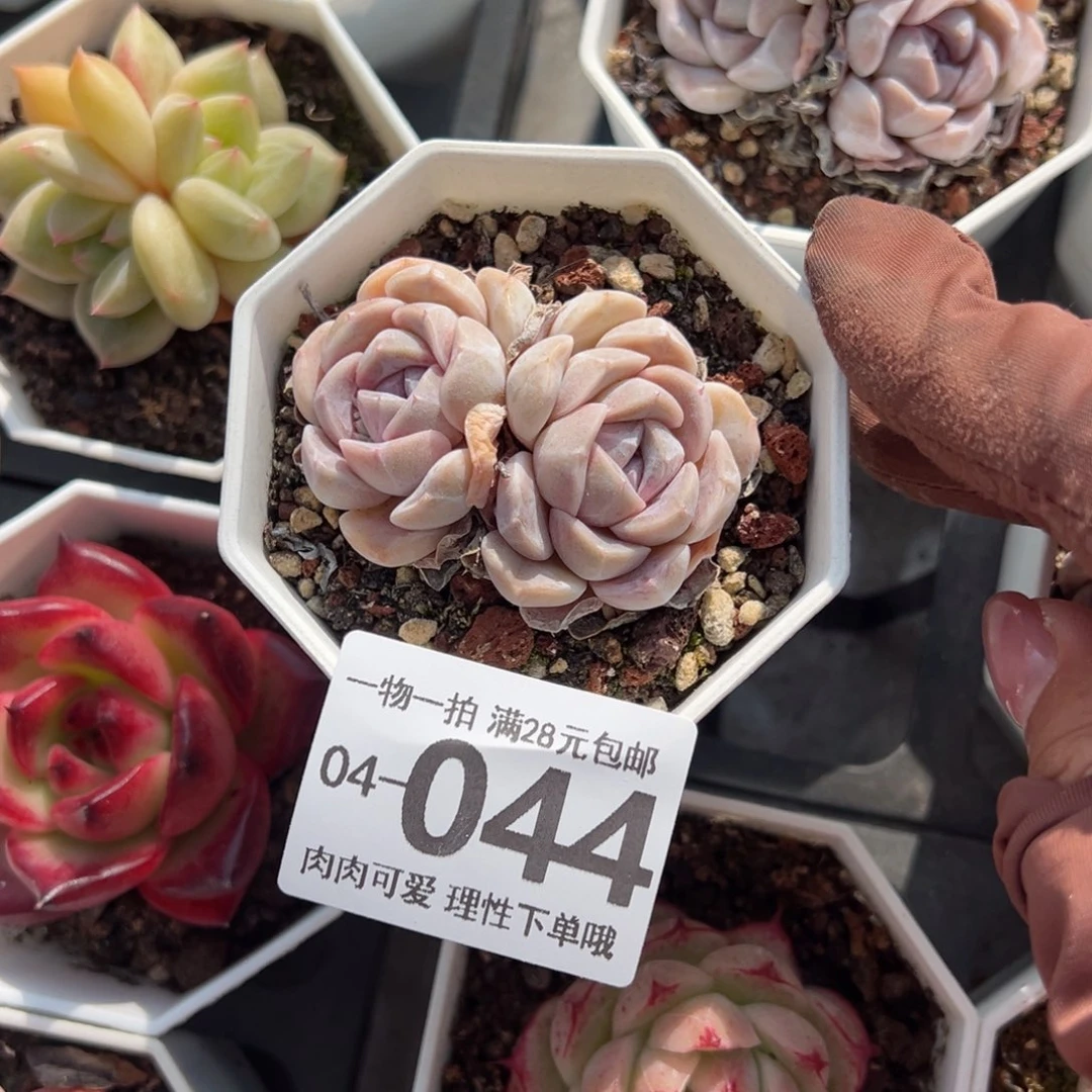 汉堡，多肉多肉多肉多肉