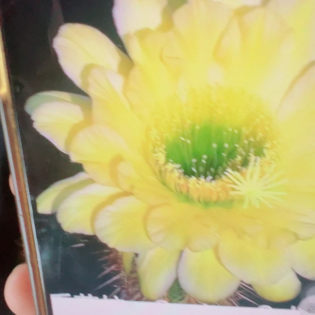 毛花柱 vr13 侧芽