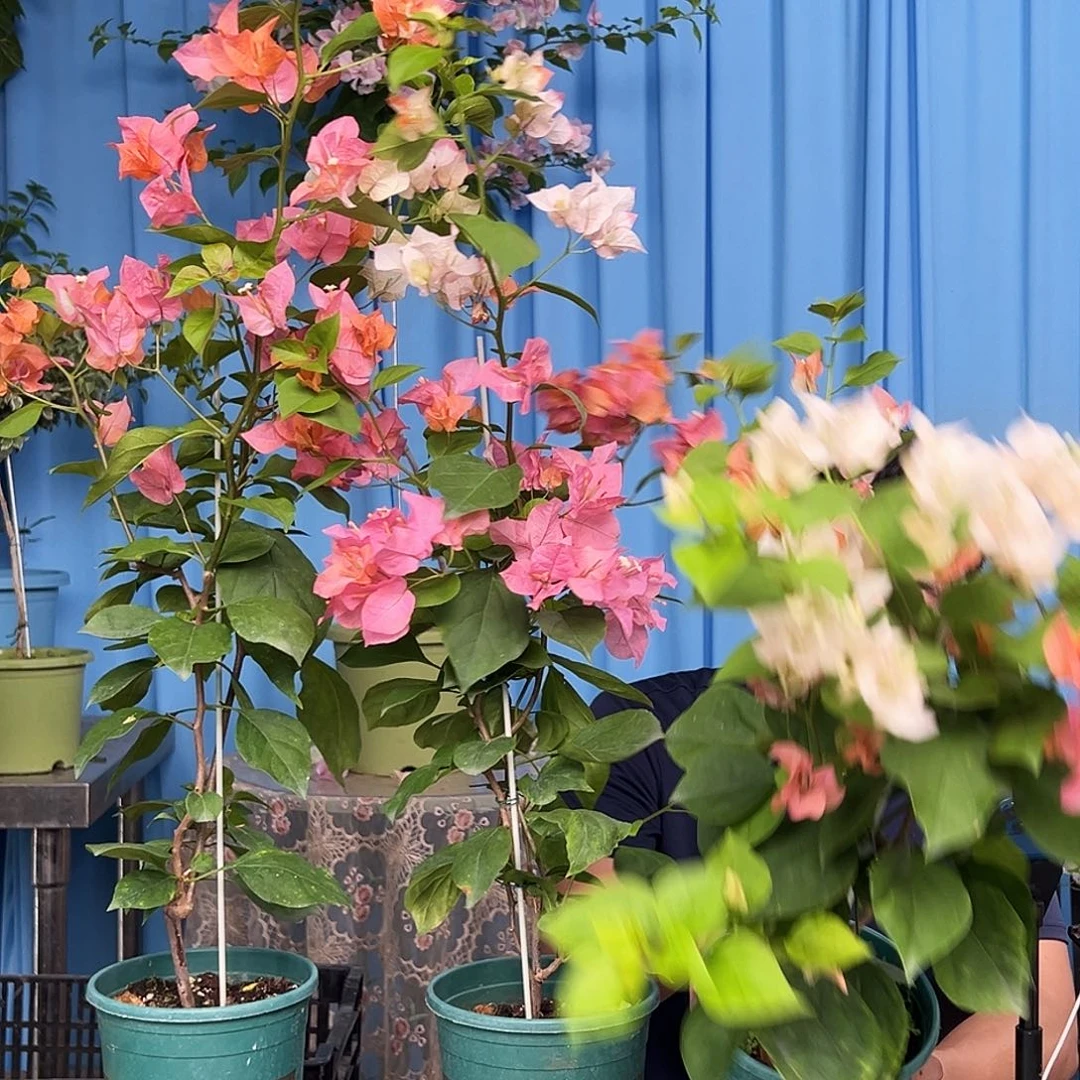 当前无花栽培后可以开花橙口红带竹一棵