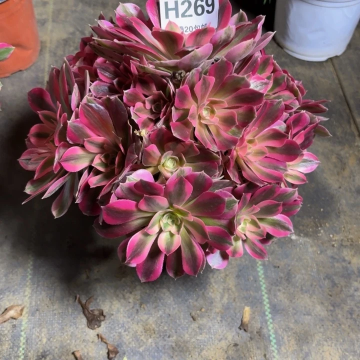 瑞妈，，，。。。269女巫，