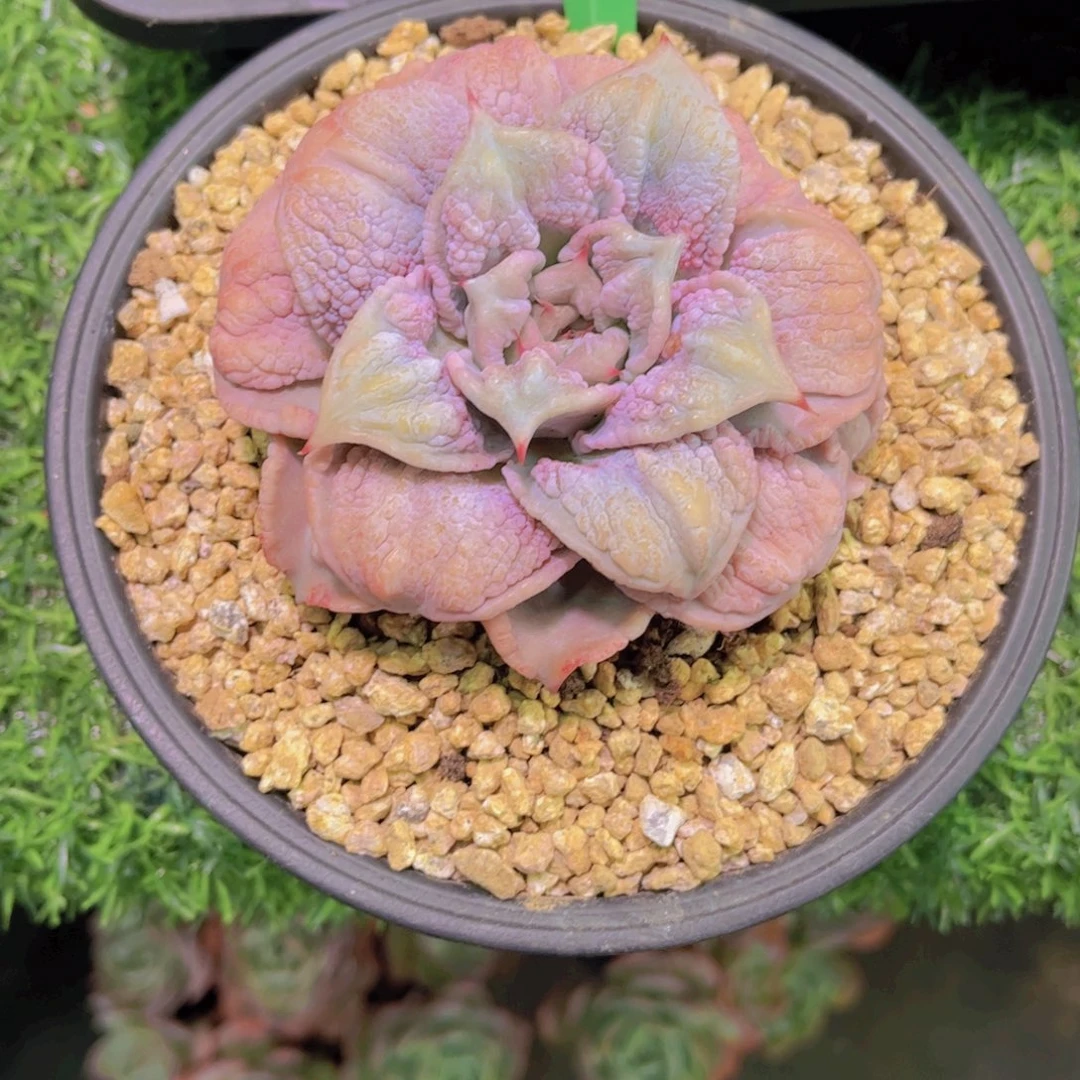 嘻***怪饺子皮Ａ７１７一颗一物一拍