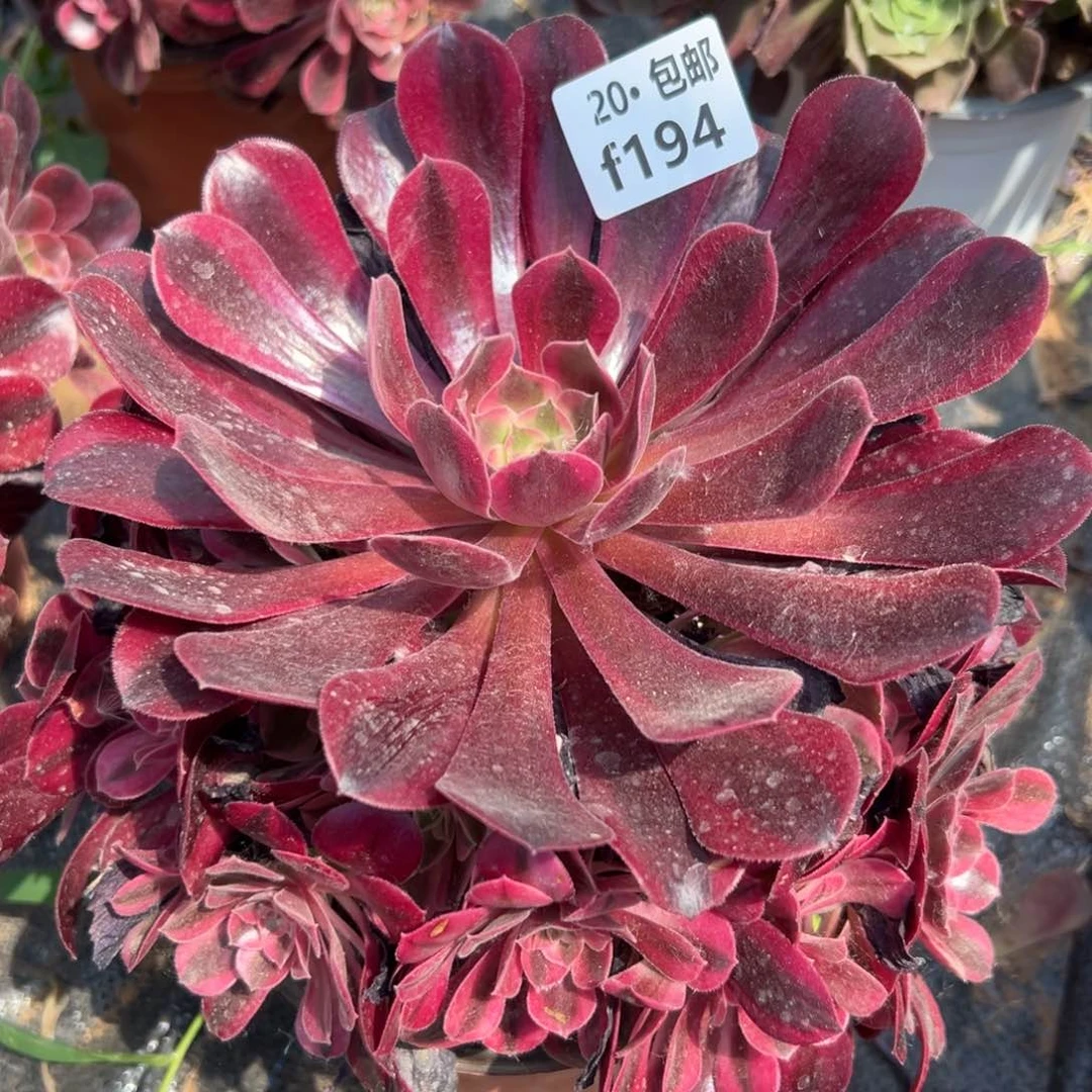 194凤冠，满20包邮