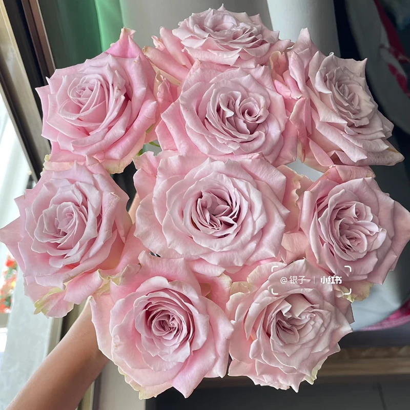 【信念】玫瑰【3单包邮顺丰空运/95%市区次日达】