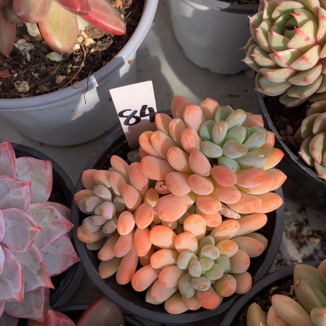 灯美人62627273737373