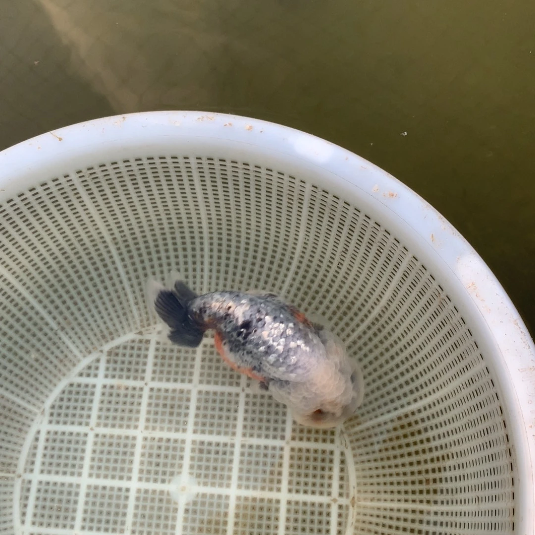 金鱼特色灰麒麟兰寿