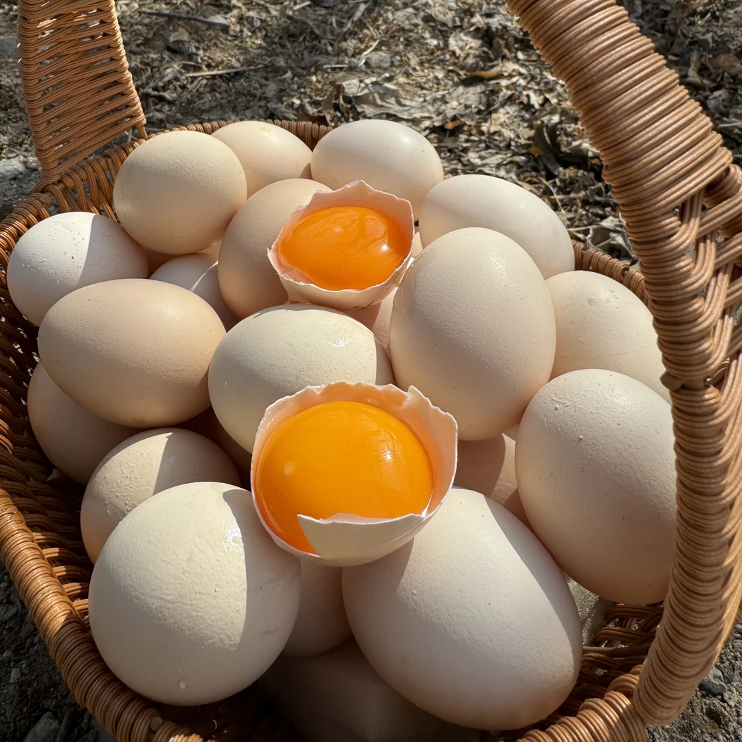 北京平谷新鲜鸡蛋散养鸡蛋