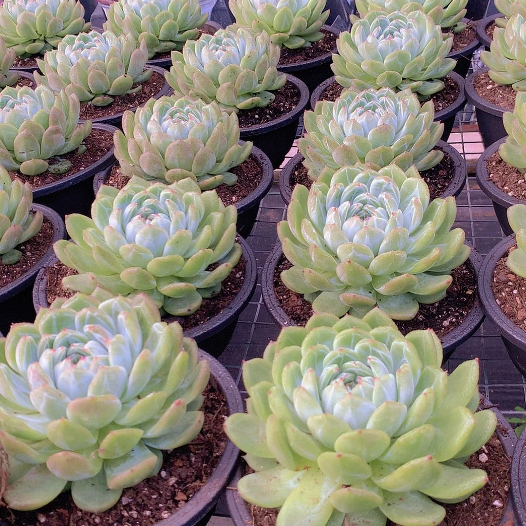大号雪花珍妮4567889999990