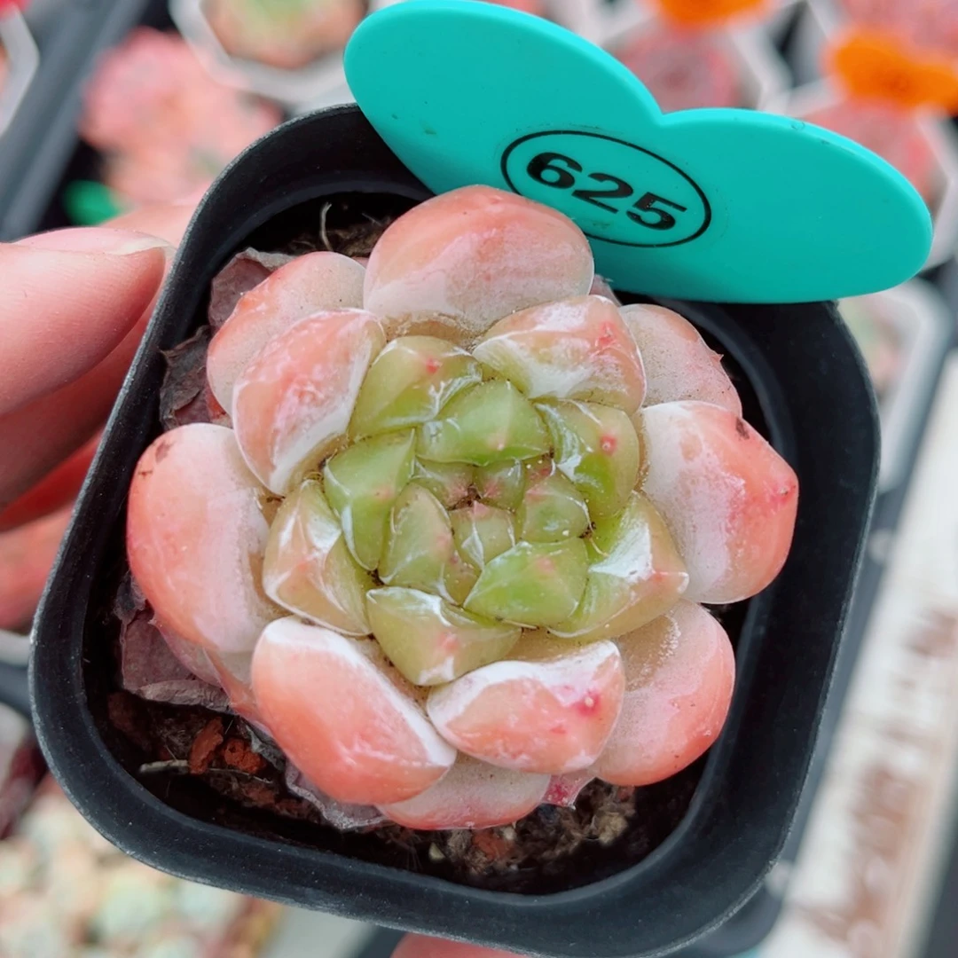 625号小老桩糖心单头