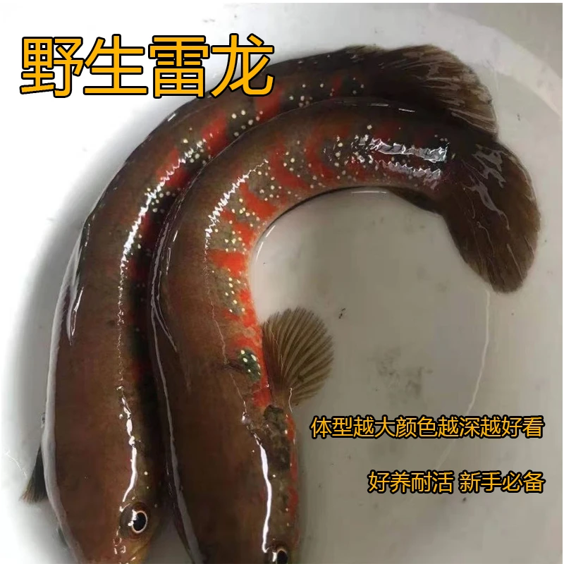 观赏七星鱼彩虹淡水雷龙观赏鱼新手好养耐活冷水淡水鱼凶猛雷龙鱼