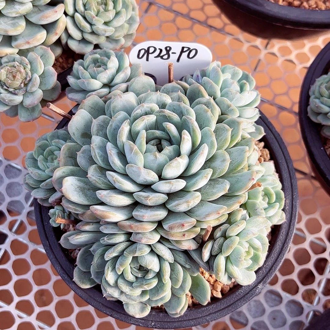 0928-90白恋群。。。。