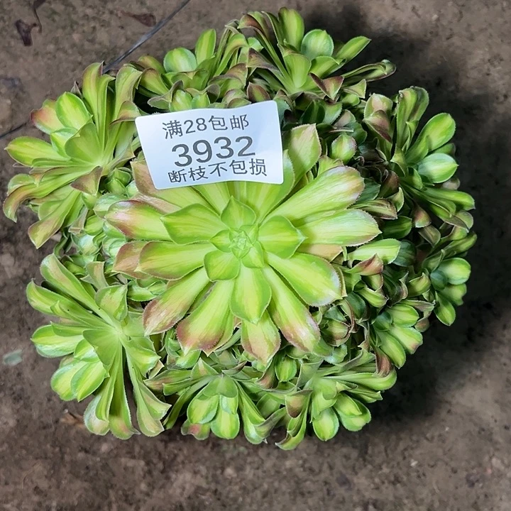 3932韶华多肉植物