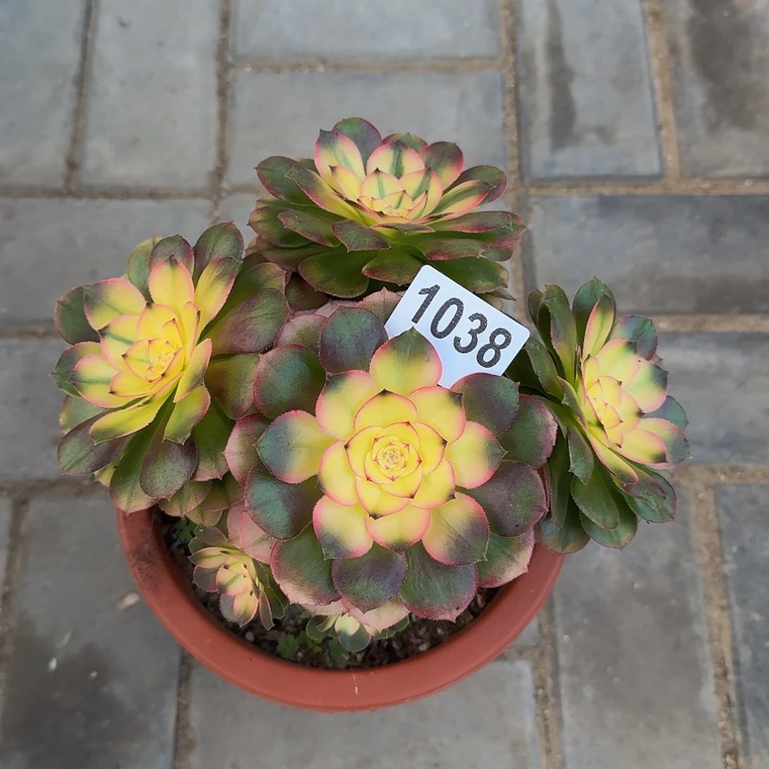 无花朵1038荔枝4444冠服，18左右小颗的