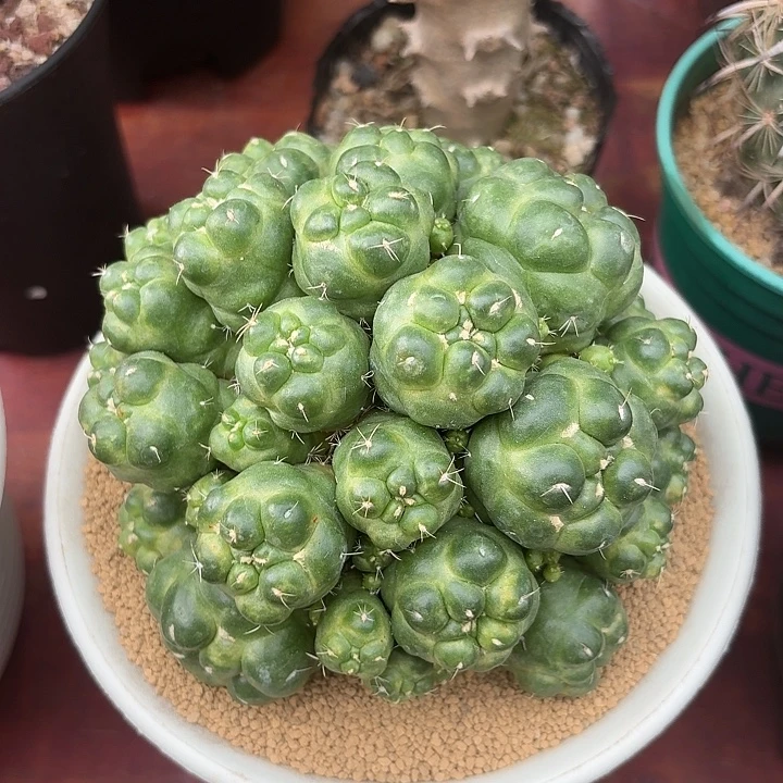 无刺象牙仙人球1234