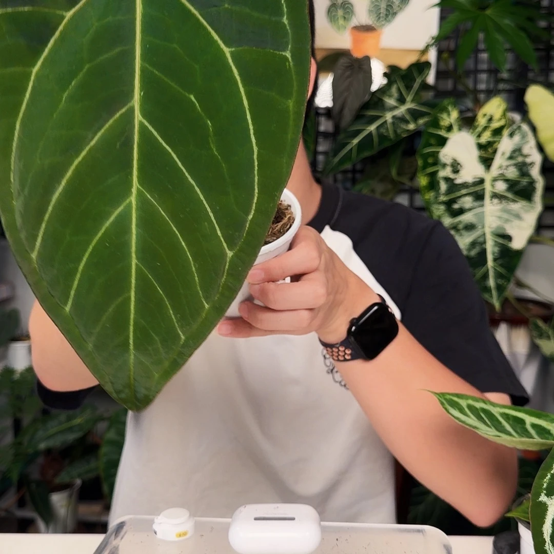 完全开放Q111细脉黑水晶