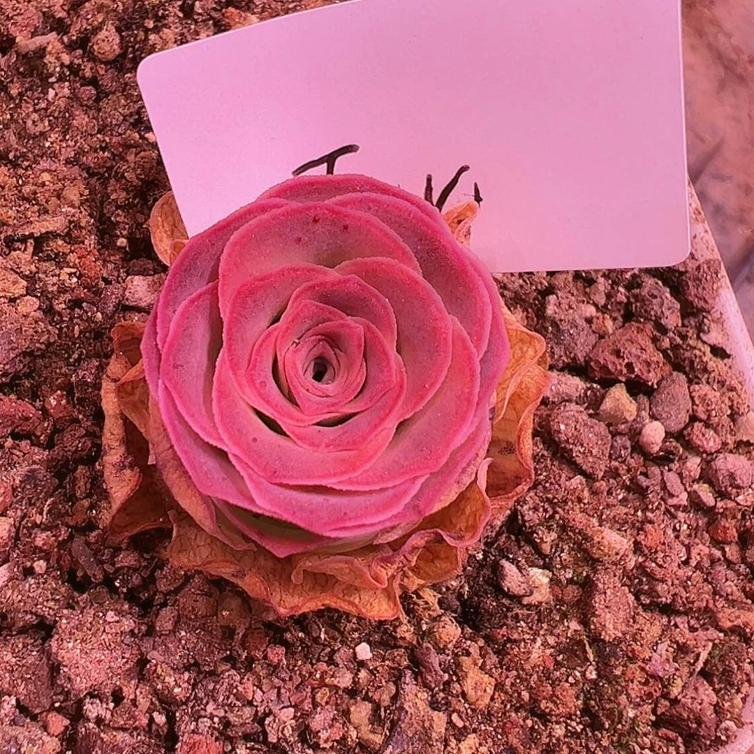 紫*福袋 福袋  T14      14