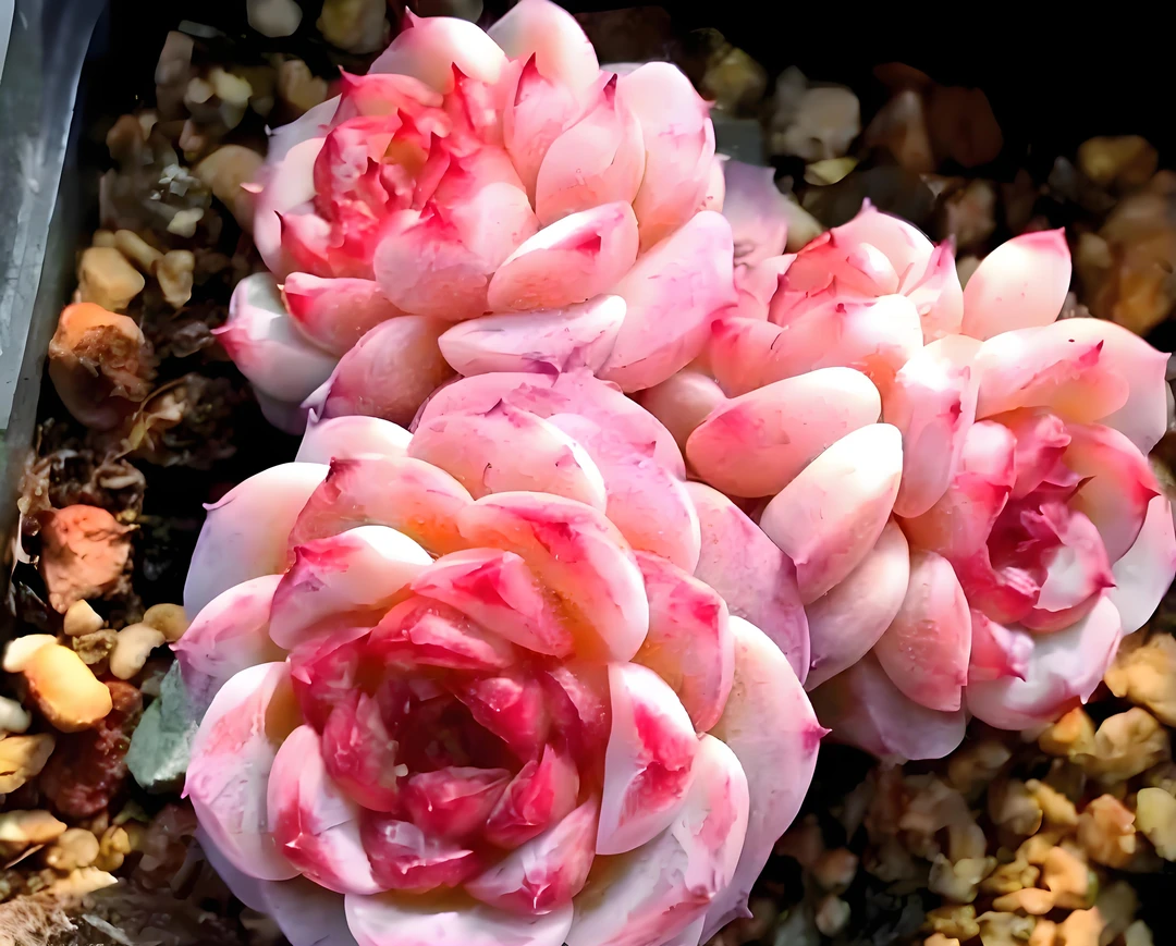 天鹅绒 多肉植物 鲜花绿植盆栽 易养活 基地源头