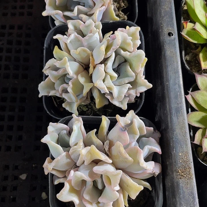 6.5方大白饺子带盆