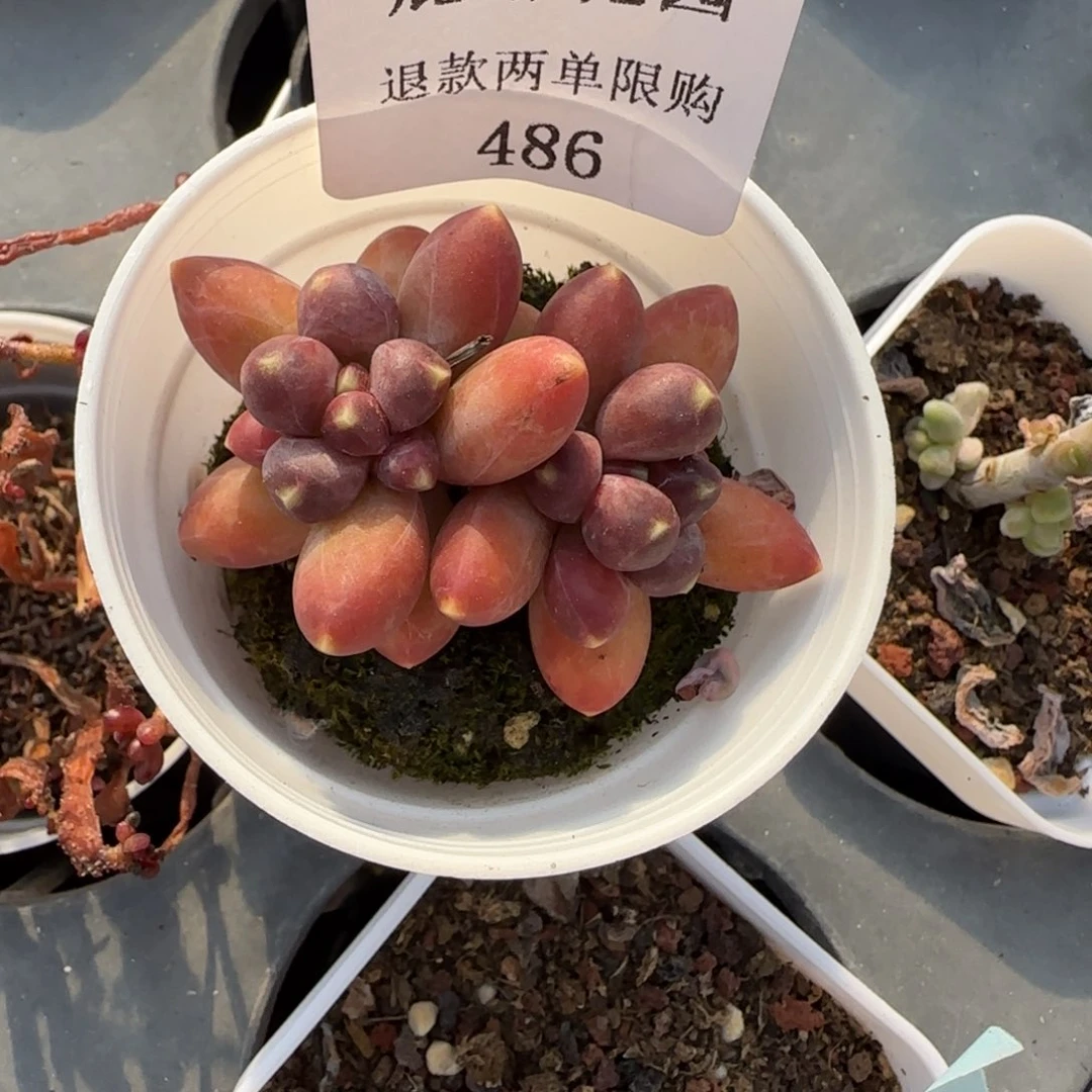 闪购精品多肉486号