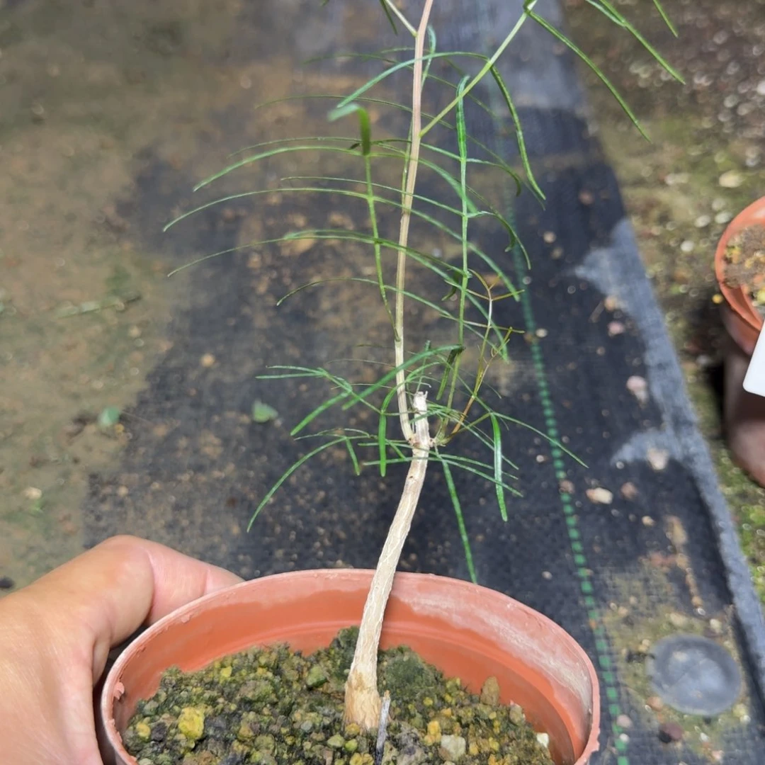 莱***茶帕卡裂榄多肉植物