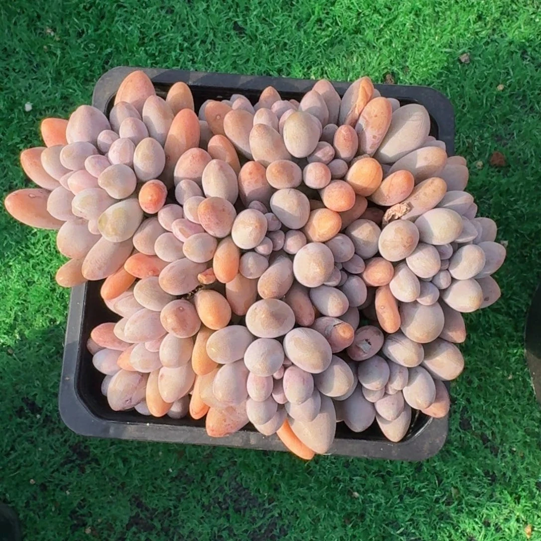 粉色恋人老桩一物一拍