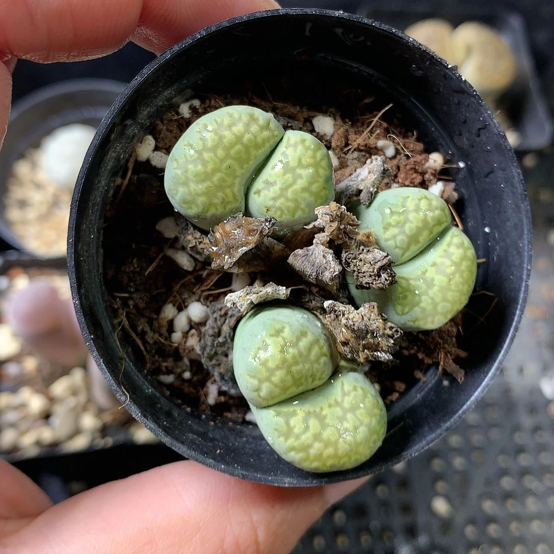 K179多肉植物保护
