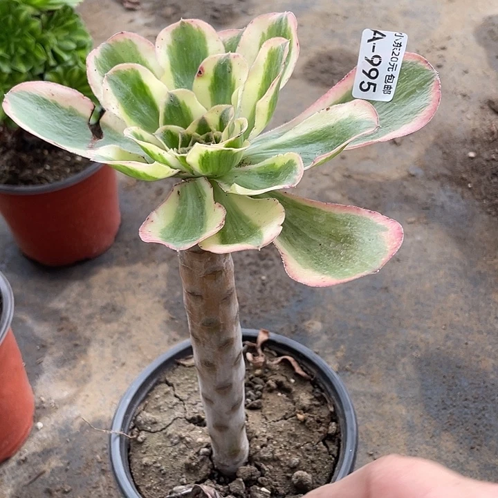 995艳资锦多肉植物福利