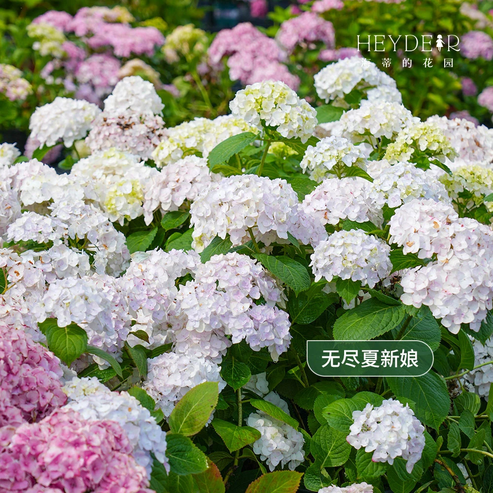 海蒂的花园大花绣球花无尽夏新娘盆栽地载庭院花园耐阴花卉植物苗