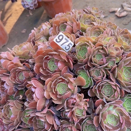 回***笑多肉植物一个玫瑰