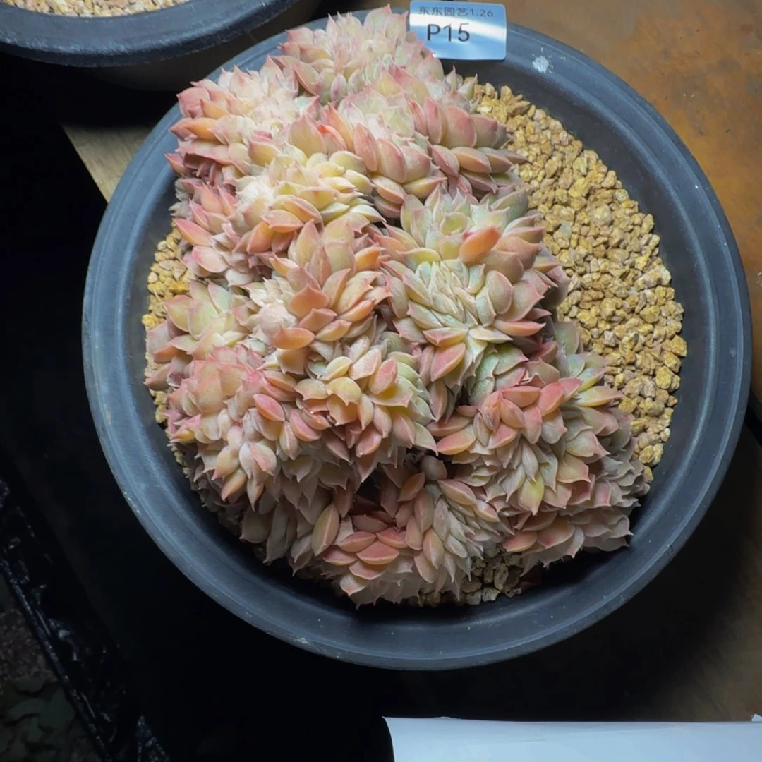 p p pp p p pp p p p 15