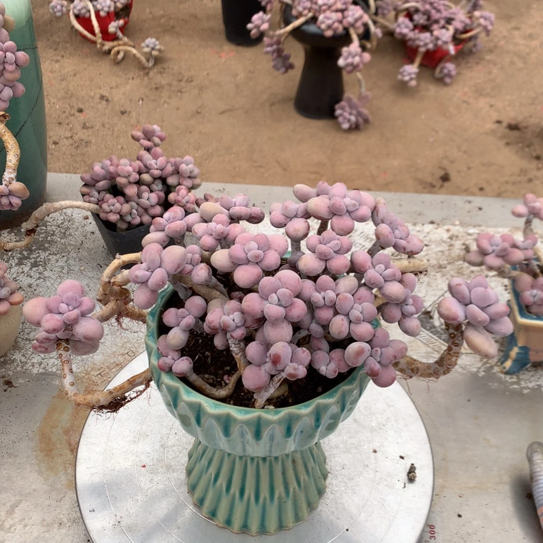 桃蛋老桩不带盆37号