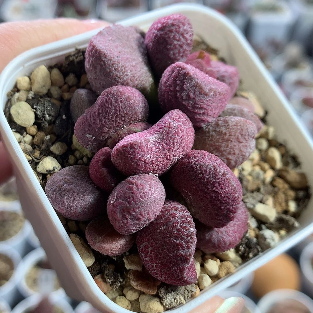 多肉水泡-夏娃4-3