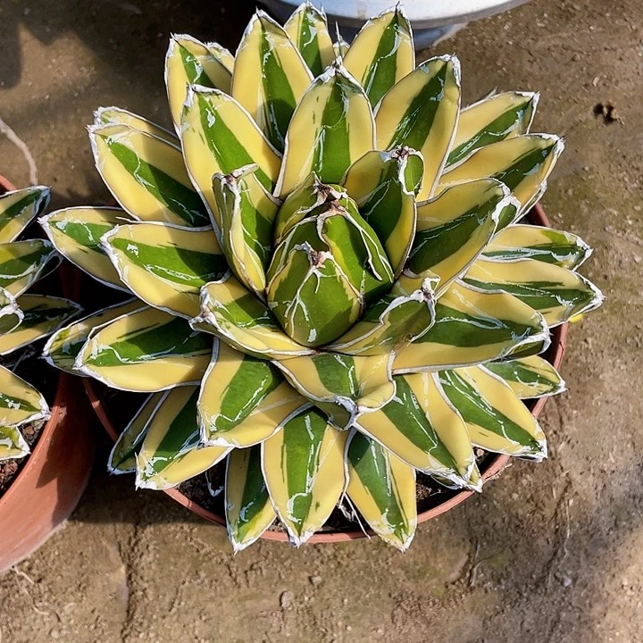 青***梅完全开放辉山龙舌兰裸根发货