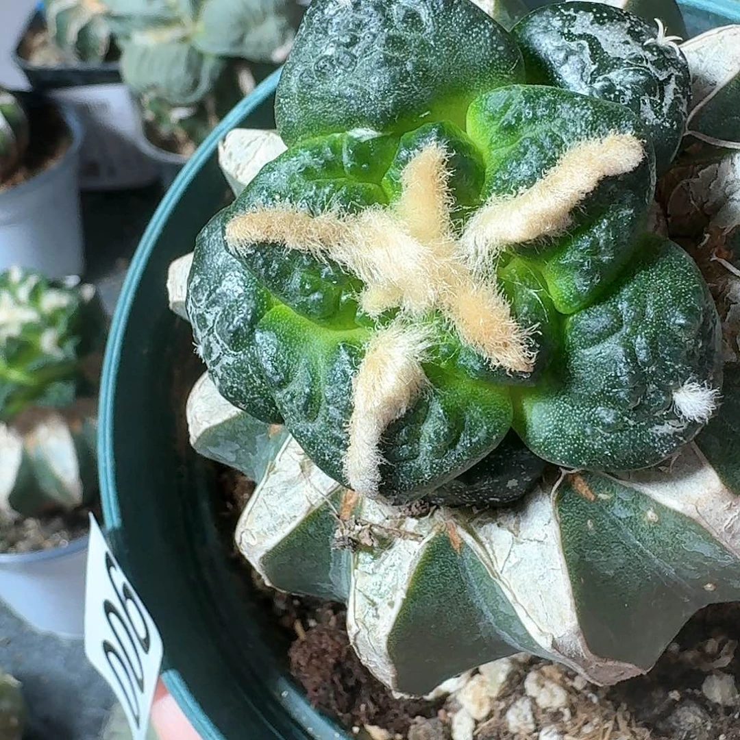 【闪购商品】无花朵用****5连山006