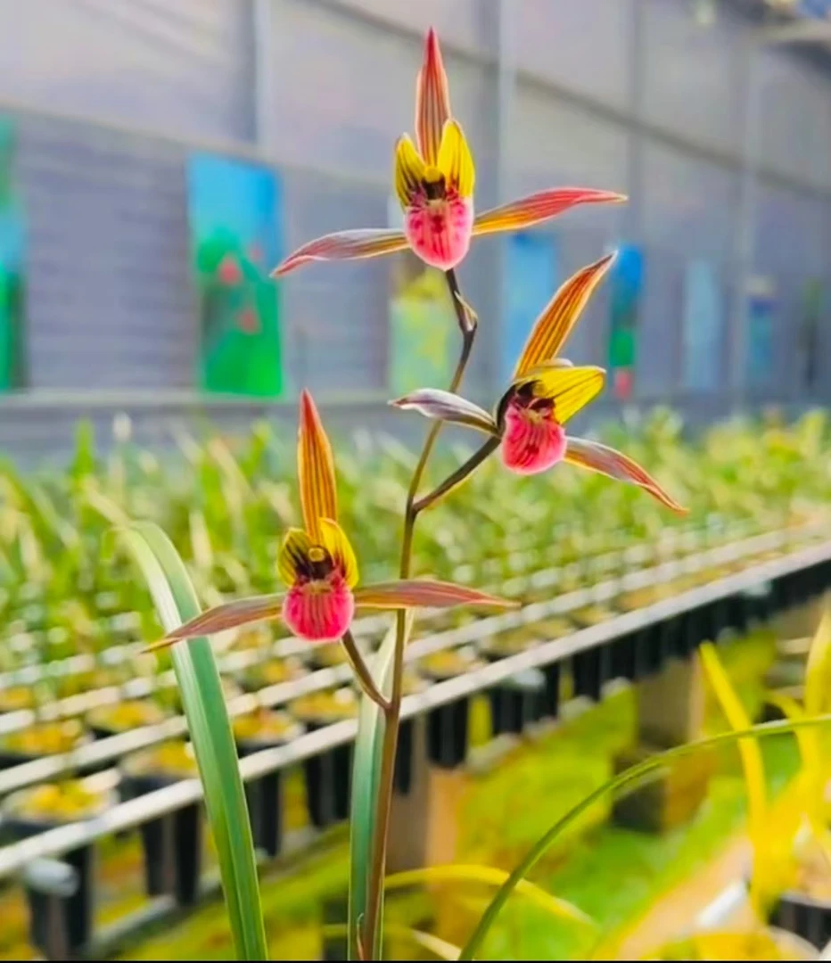 【赤兔】寒兰名品 老种2苗，好养意活 对版