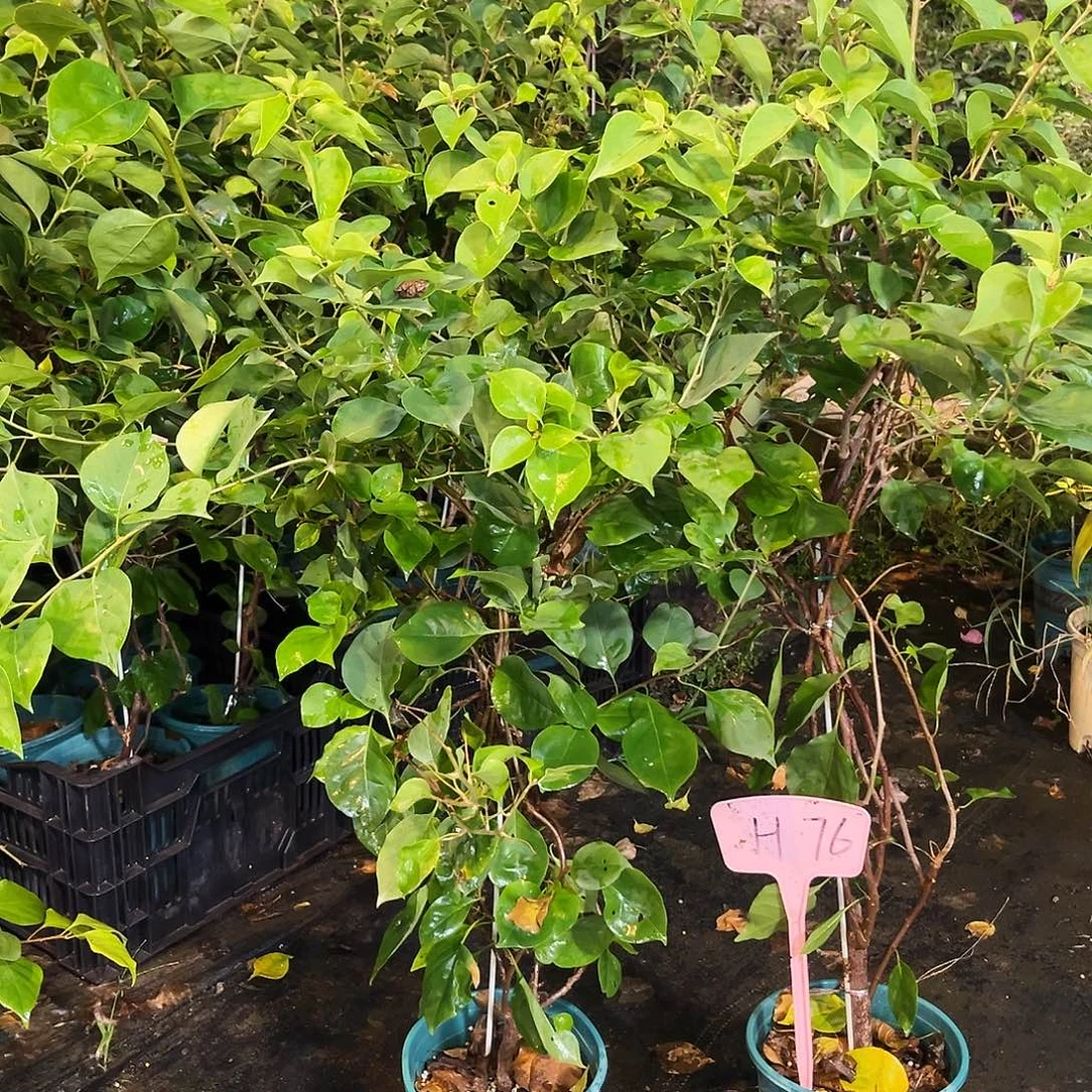 大部分花苞少量开放H76三角梅带竹一颗