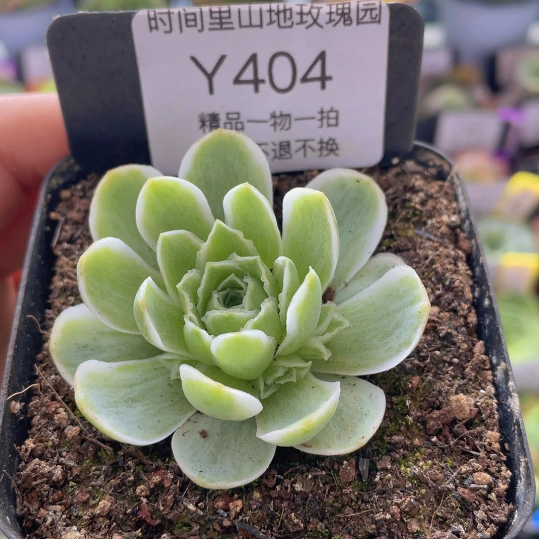 春涧多肉404一物一拍