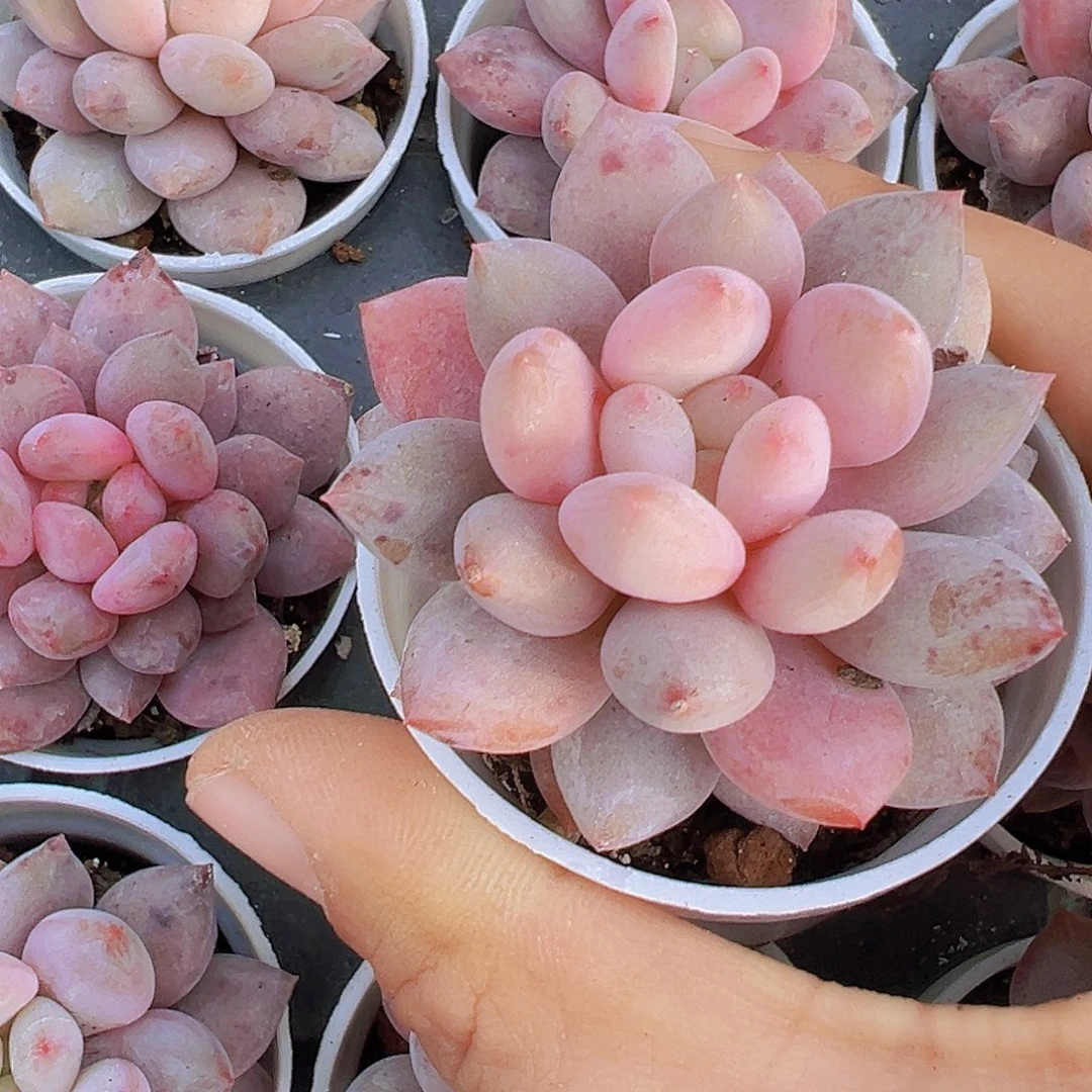 5厘米盆半夏19包邮