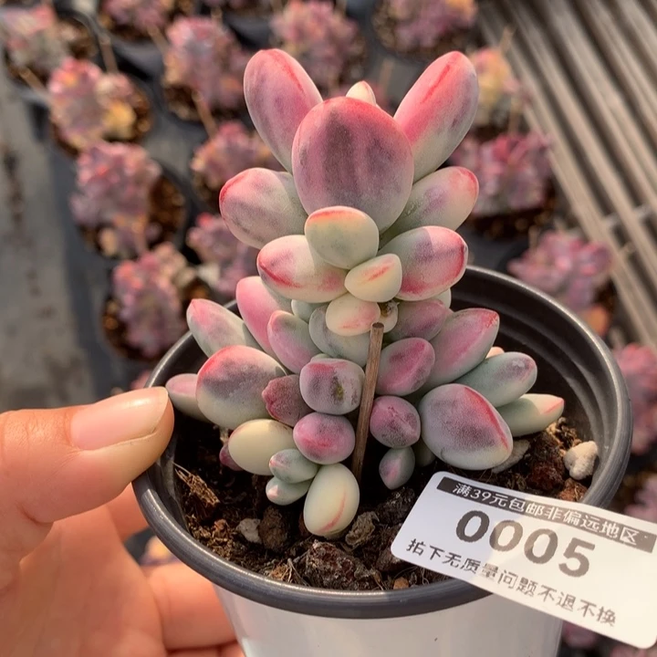 无花朵乒乓福娘锦多肉植物