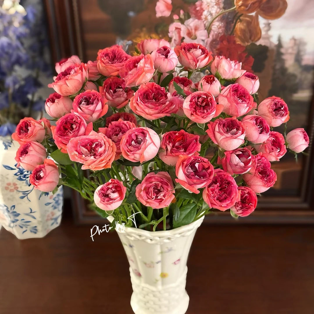 「嘤嘤怪鲜花」沙沙玫瑰云南直发顺丰包邮