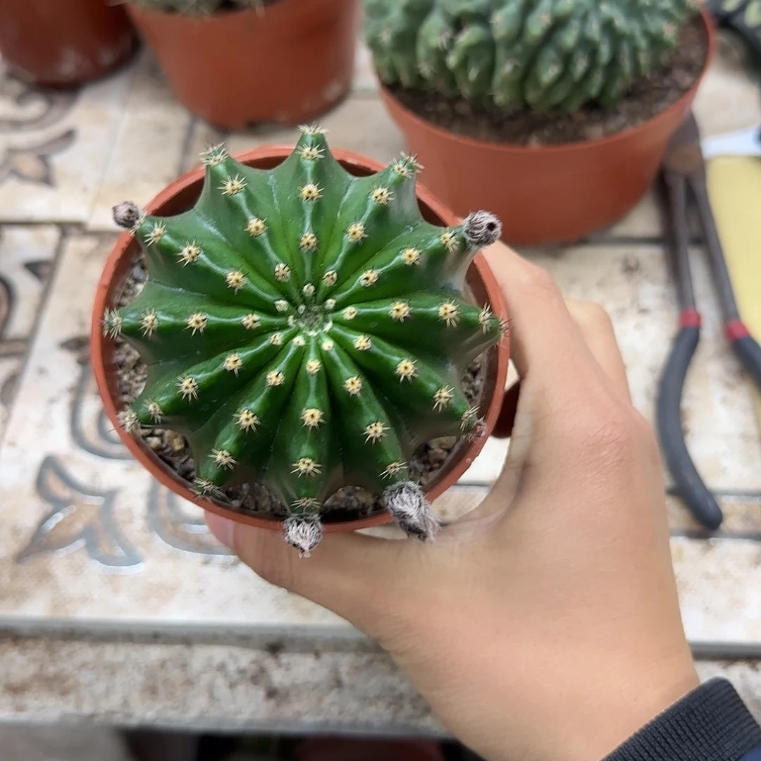 花花花花花花哈哈哈哈