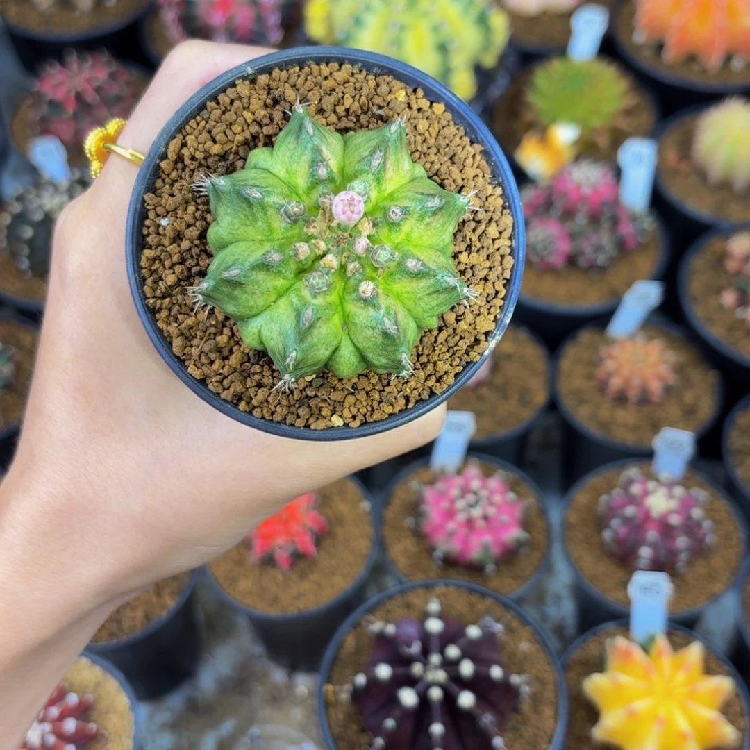 翡翠湾00000000000106