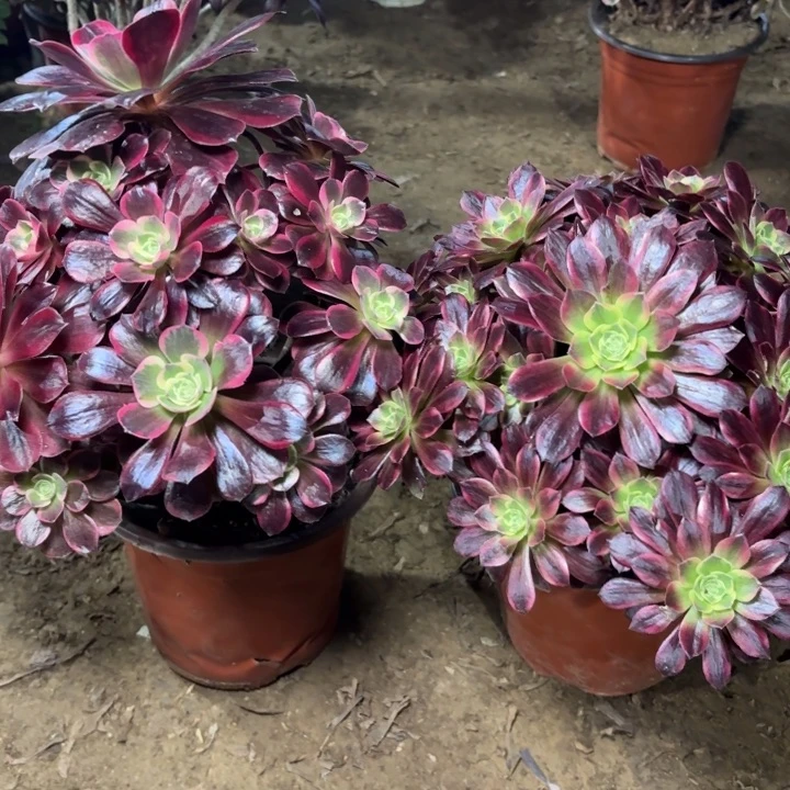 多肉植物法师2颗30