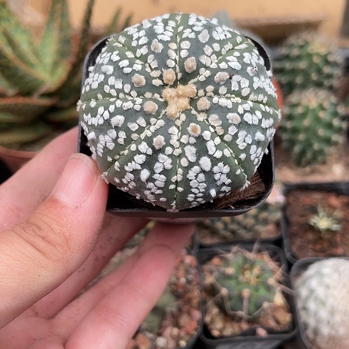 771超兜仙人球植物