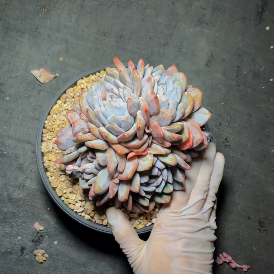 e e e e e e e e 164