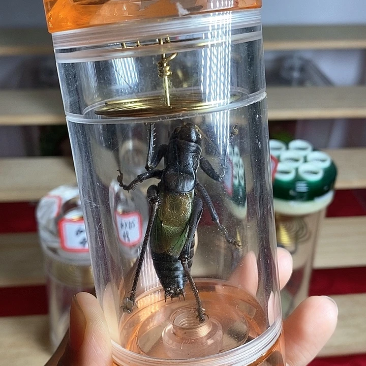 蟋蟀活体蝈蝈药叫蝈蝈