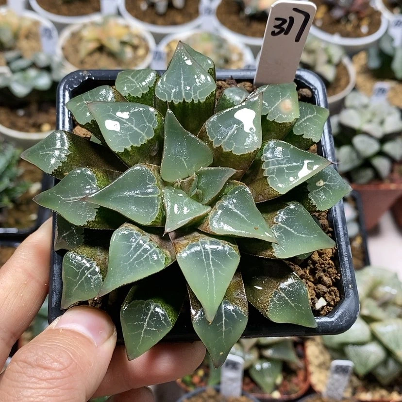 【闪购商品】317木叶克